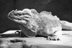 large iguana in black and white lying on a stone. Thorny comb and scaly skin photo