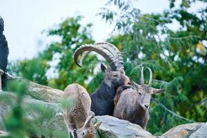 Capricorn family on rocks in nature. Big horn in mammal. Ungulates climbing photo