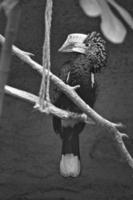 pico de cuerno de mejillas plateadas, en blanco y negro, sentado en una rama. plumaje colorido foto