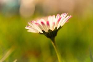 margarita con mucho bokeh en un prado. brillante fuera de foco en la flor. foto