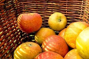 cosecha de manzanas en la asignación. manzanas en la cesta después de la cosecha. vitamina C. foto