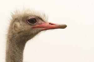 Ostrich in profile. The largest bird in the world. White neck, red beak. photo