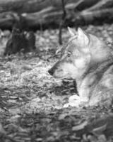 lobo mongol en un bosque caducifolio de cerca en blanco y negro. foto