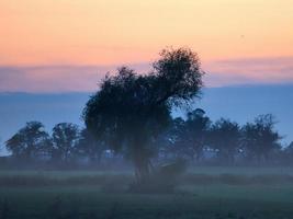 al amanecer, amanecer místico con un árbol en el prado en la niebla. colores cálidos de la naturaleza. fotografía de paisaje en brandeburgo foto