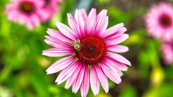 Honey bee on a pink flower collecting nectar. Macro shot of the insect in summer photo