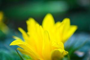 Sunflower shown individually on a sunflower field. Round yellow flower. Sunflower photo