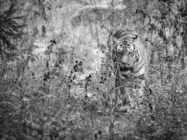 tigre siberiano en blanco y negro. gato grande elegante. depredador en peligro de extinción. animales mamíferos foto