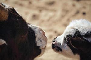 Goats are farm animals. They are interesting to watch, especially if they are young animals photo