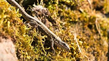 A lizard lurks from its hiding place. A small hunter waiting for insects. photo