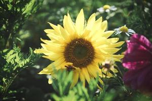 Sunflower taken individually in a flower meadow photo
