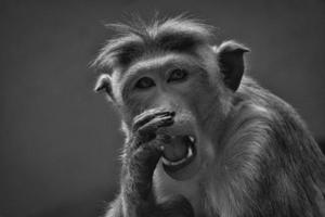 Rhesus monkey in black and white, sitting on a branch and peeing in his teeth. animal photo of a mammal.