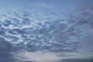 grúas moviéndose en formación en el cielo. aves migratorias en el darss. foto