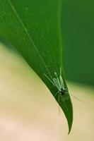 mosca tomada en macro. detallado y hermoso foto