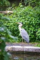 garza gris en un árbol. el pájaro se para en una rama y acecha en busca de presas. foto de animales