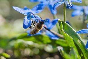 abeja melífera recogiendo néctar de una flor azul. insectos ocupados de la naturaleza. miel de abeja. foto