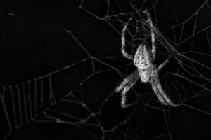 araña cruzada en la web. el cazador acecha a su presa foto