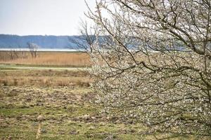 Bird lookout Pramort on the darss. wide landscape with single tree and view to bodden and the baltic sea. photo