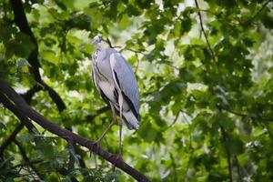 Grey heron on a tree. Bird stands on a branch and lurks for prey. Animal photo