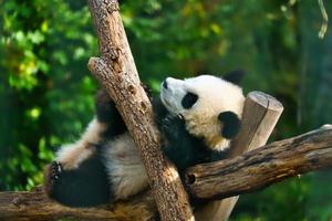 Giant panda lying on tree trunks in the high. Endangered mammal from China. Nature photo