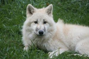 joven lobo blanco del parque de lobos werner freund. foto