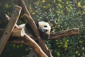 Giant panda lying on tree trunks in the high. Endangered mammal from China. Nature photo