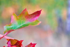 hojas de otoño coloreadas en un puntero en rojo. hojas de otoño en el parque. fondo de arboles foto