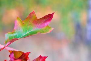 Colored autumn leaves on a pointer in red. Autumn leaves in the park. Trees background photo