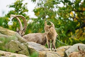 Capricorn family on rocks in nature. Big horn in mammal. Ungulates climbing photo