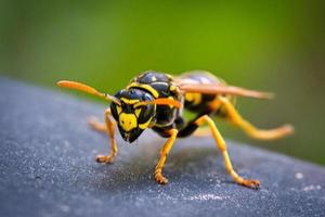 wasp in portrait, as macro shot. photo