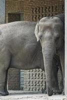 elephant couple, standing with hanging trunk. gray skin, largest land mammal. photo