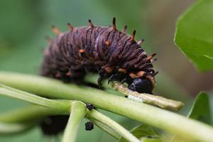 Caterpillar feeding on a leaf. a single animal close up photo