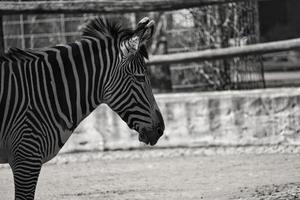 cebra del zoológico de berlín en alemania foto