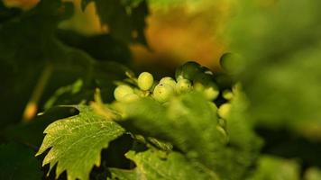 Vineyards in rich colors. The vines with the grapes are ripe. These are taken for consumption or you make wine from them to enjoy. photo