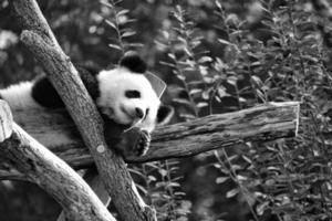 Giant panda in black and white lying on tree trunks in the high. Endangered mammal photo