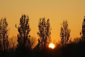 puesta de sol con cielo ardiente detrás de los árboles. foto