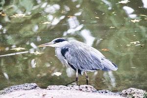 garza gris en el agua, al acecho de presas. elegante cazador. foto animal de un pájaro