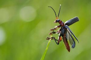 Macro shot of a beetle. detailed with nice bokeh and thus very interesant photo