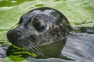 close-up view of the head of a sea seal at the berlin zoo. photo