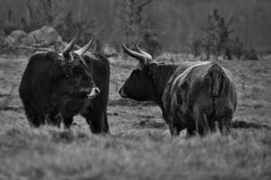 tiro en blanco y negro de ganado de las tierras altas en un prado. poderosos cuernos de pelaje castaño. foto