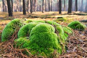Tree stump overgrown with moss in an autumn forest. Landscape photo from nature