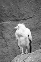 Dirt vulture portrait. Wild hairstyle. Vulture bird sitting on a rock. Bird photo