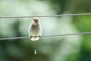 gorrión marrón sentado en un cable haciendo un montón. pequeño pájaro cantor con hermoso plumaje. foto