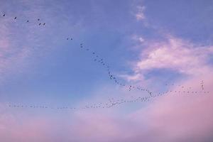 grúas moviéndose en formación en el cielo. aves migratorias en el darss. foto