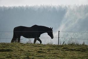 caballo en sarre en un prado con niebla en el bosque. foto
