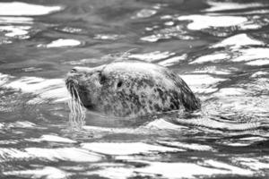 cabeza de foca en blanco y negro, mirando fuera del agua. primer plano del mamífero. foto