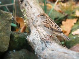 sparrow in berlin, here it can still be found in large numbers. photo