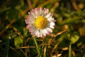 Daisies on a meadow. White pink flowers in the green meadow. photo