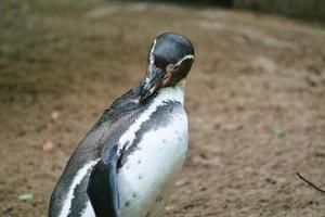 pingüino en retrato. el pequeño pájaro acuático con plumaje blanco y negro. animal foto