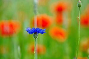 Cornflower flower single on a poppy field. Blue shine the petals. Detail shot photo