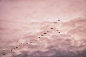 grúas moviéndose en formación en el cielo. aves migratorias en el darss. foto